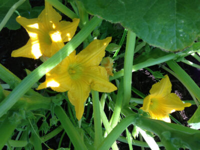 Stuffed Squash Blossoms Recipe